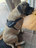 Big Ass Harness Big Ass Dog Company