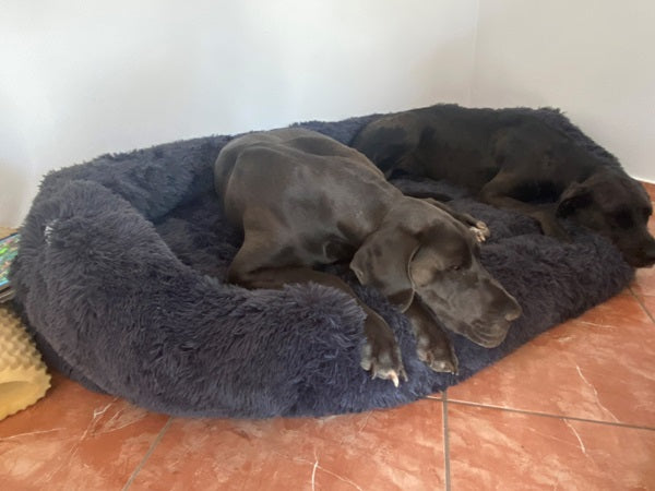 Gigantic Ass Bed