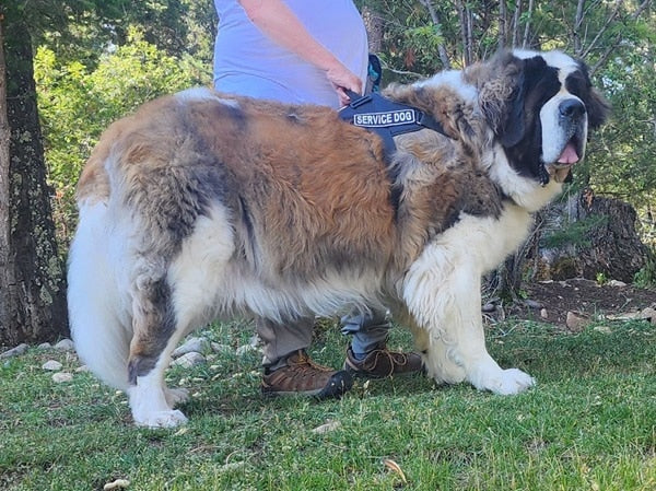 Big Ass Harness