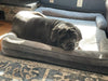 Big Ass Bolster Bed Big Ass Dog
