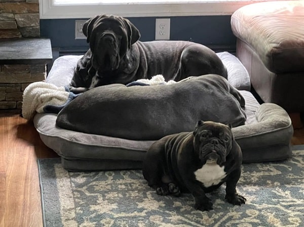 Big Ass Bolster Bed