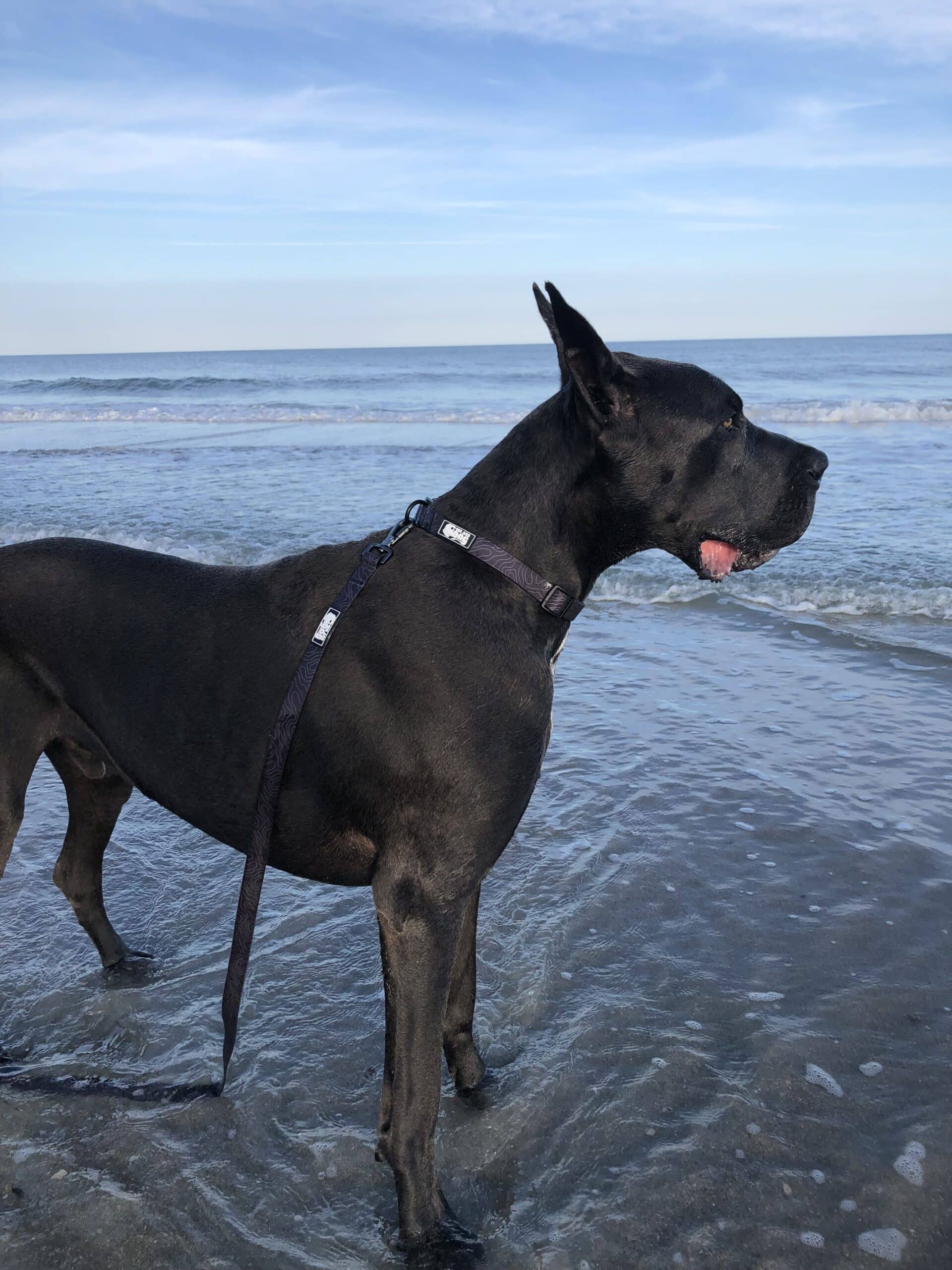 Big Ass Leash & Collar Combo