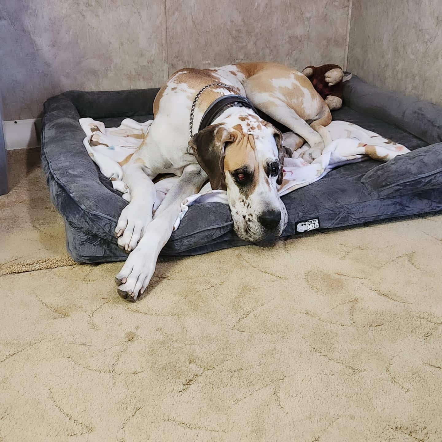 Big Ass Bolster Bed