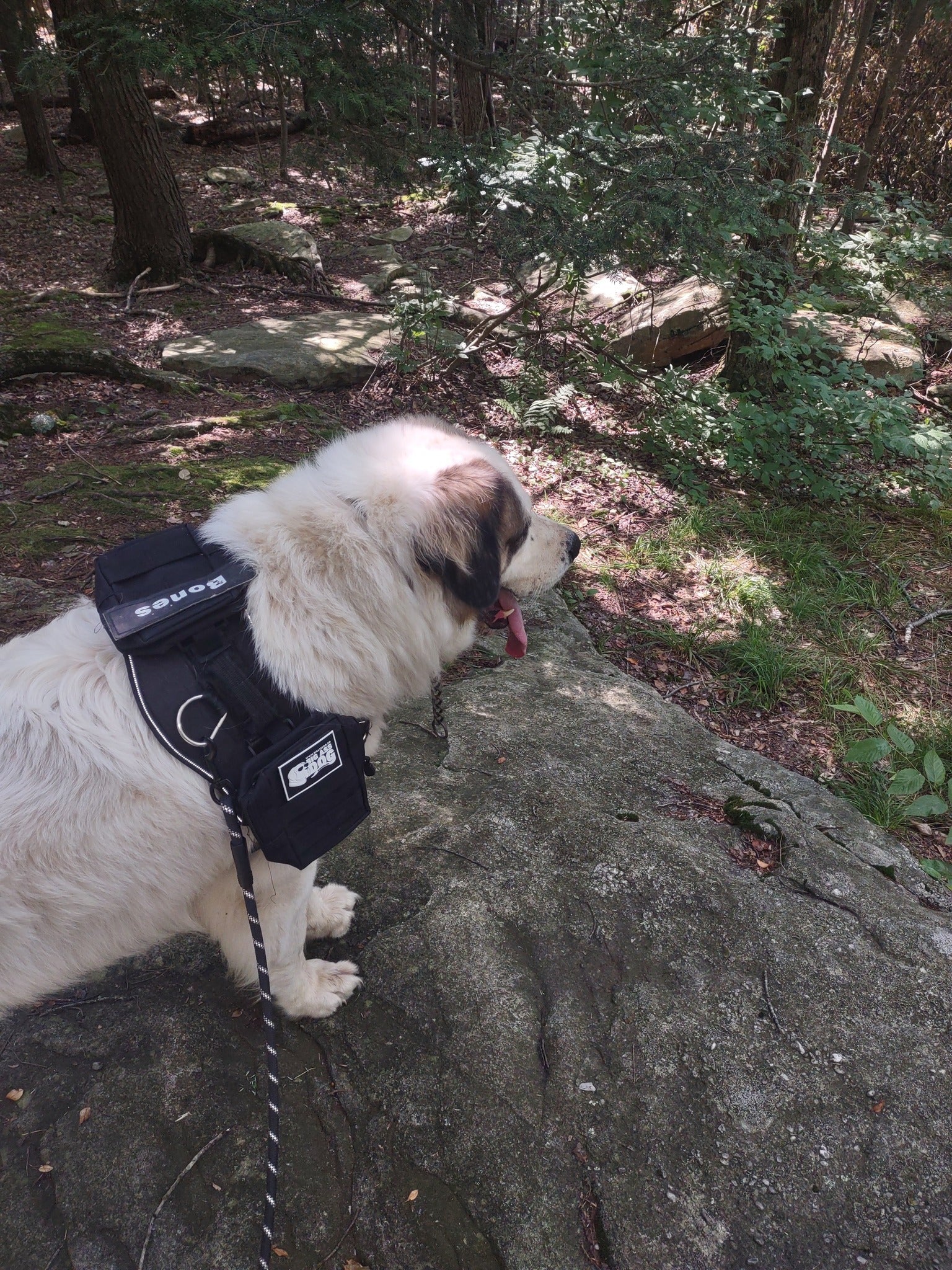 Big Ass Adventure Essentials - Big Ass Dog Company