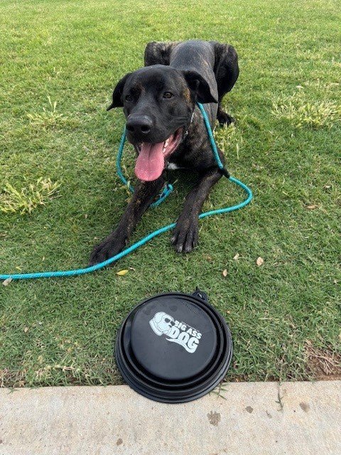 Big Ass Adventure Essentials - Big Ass Dog Company