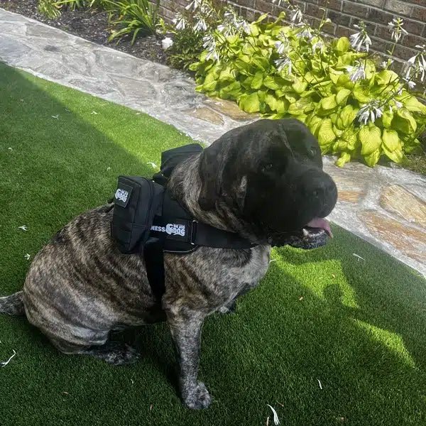 Big Ass Adventure Pack - Big Ass Dog Company