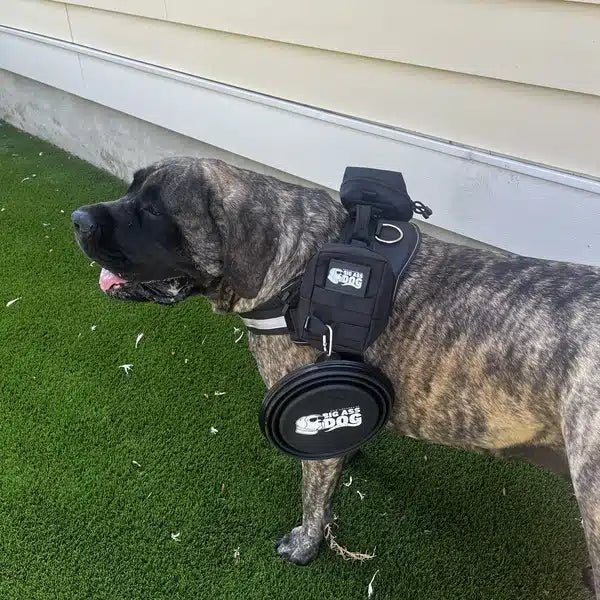 Big Ass Adventure Pack - Big Ass Dog Company
