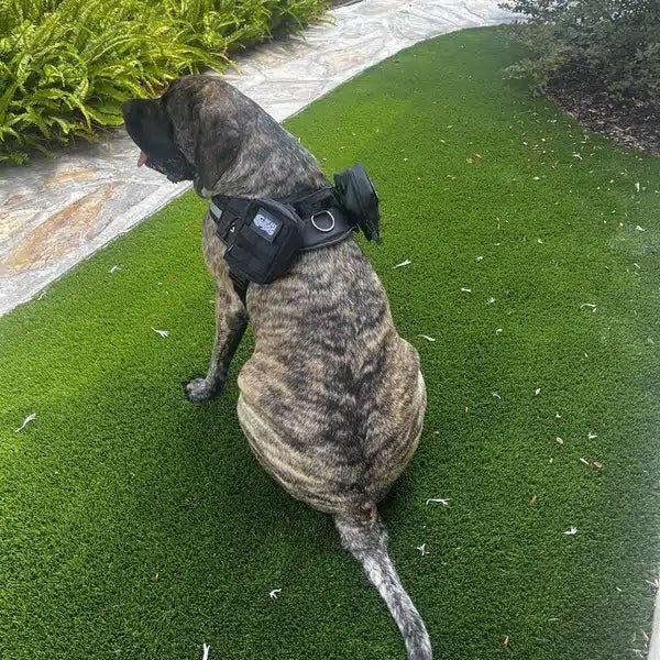 Big Ass Adventure Pack - Big Ass Dog Company