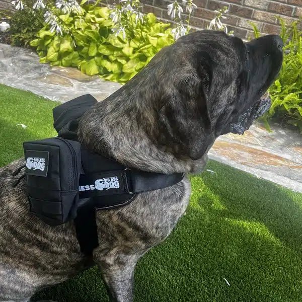 Big Ass Adventure Pack - Big Ass Dog Company