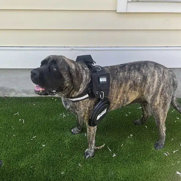 Big Ass Adventure Pack - Big Ass Dog Company