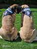 Big Ass Bandana - Big Ass Dog Company