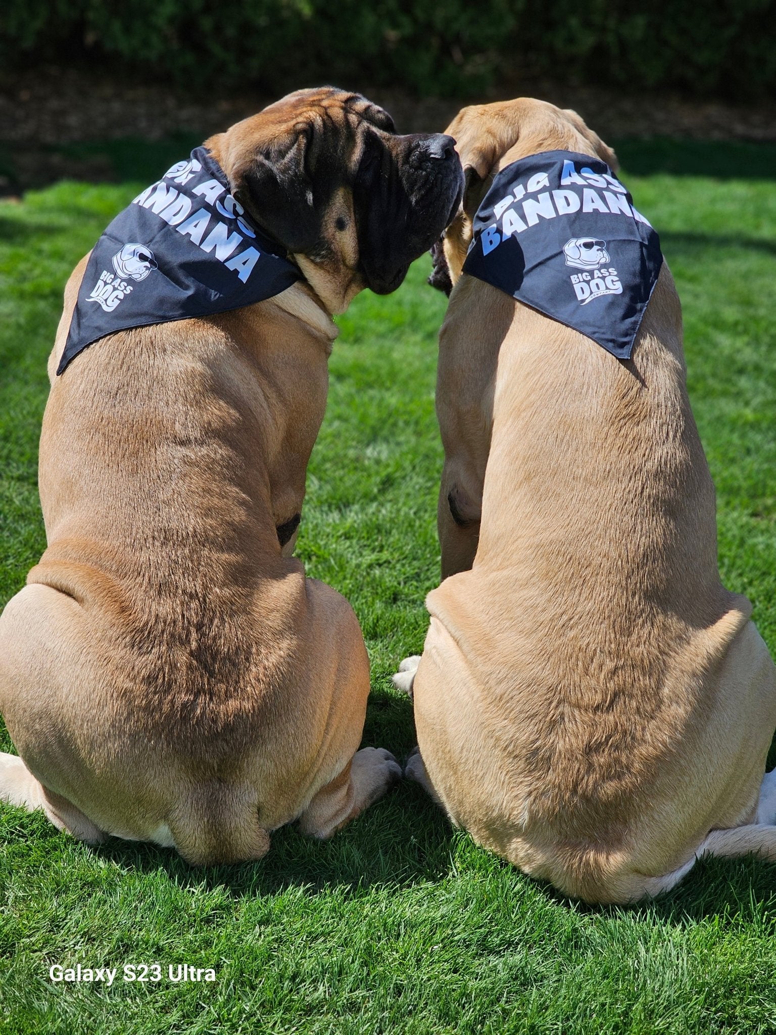 Big Ass Bandana - Big Ass Dog Company