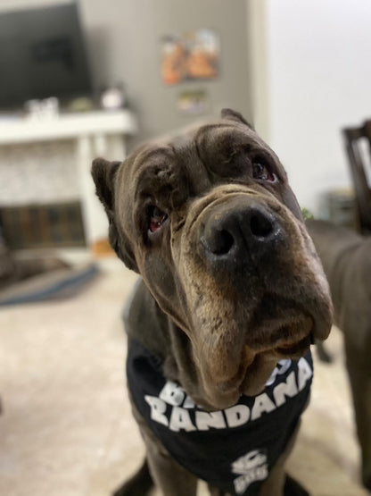 Big Ass Bandana - Big Ass Dog Company