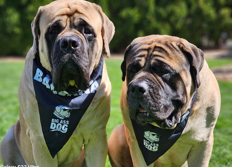 Big Ass Bandana - Big Ass Dog Company