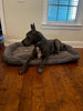 Big Ass Bed v3 - Big Ass Dog Company
