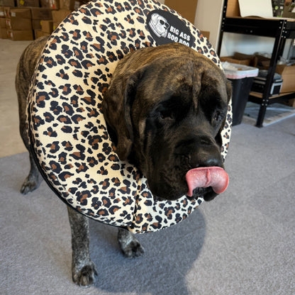 Big Ass Boo Boo Recovery Collar Bundle - Big Ass Dog Company