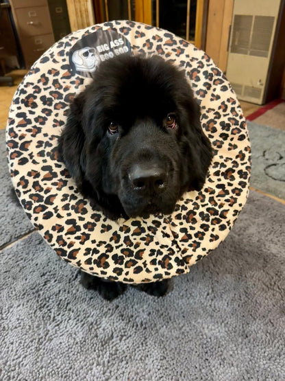 Big Ass Boo Boo Recovery Collar Bundle - Big Ass Dog Company