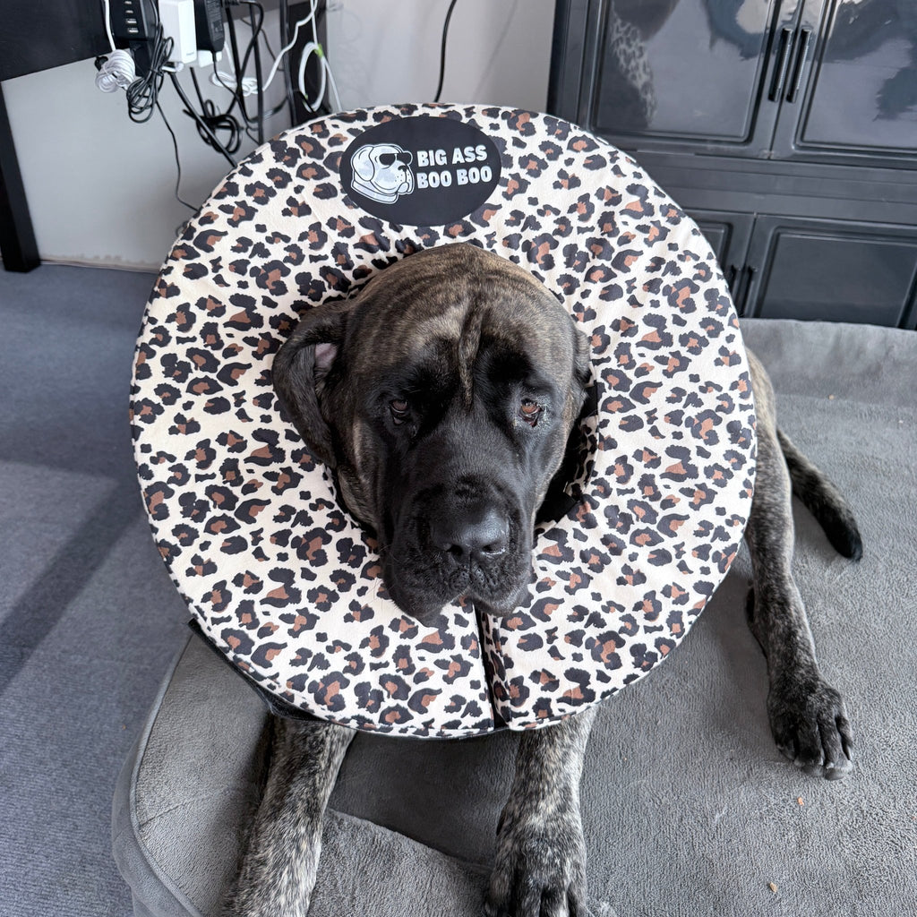 Big Ass Boo Boo Recovery Collar Bundle - Big Ass Dog Company