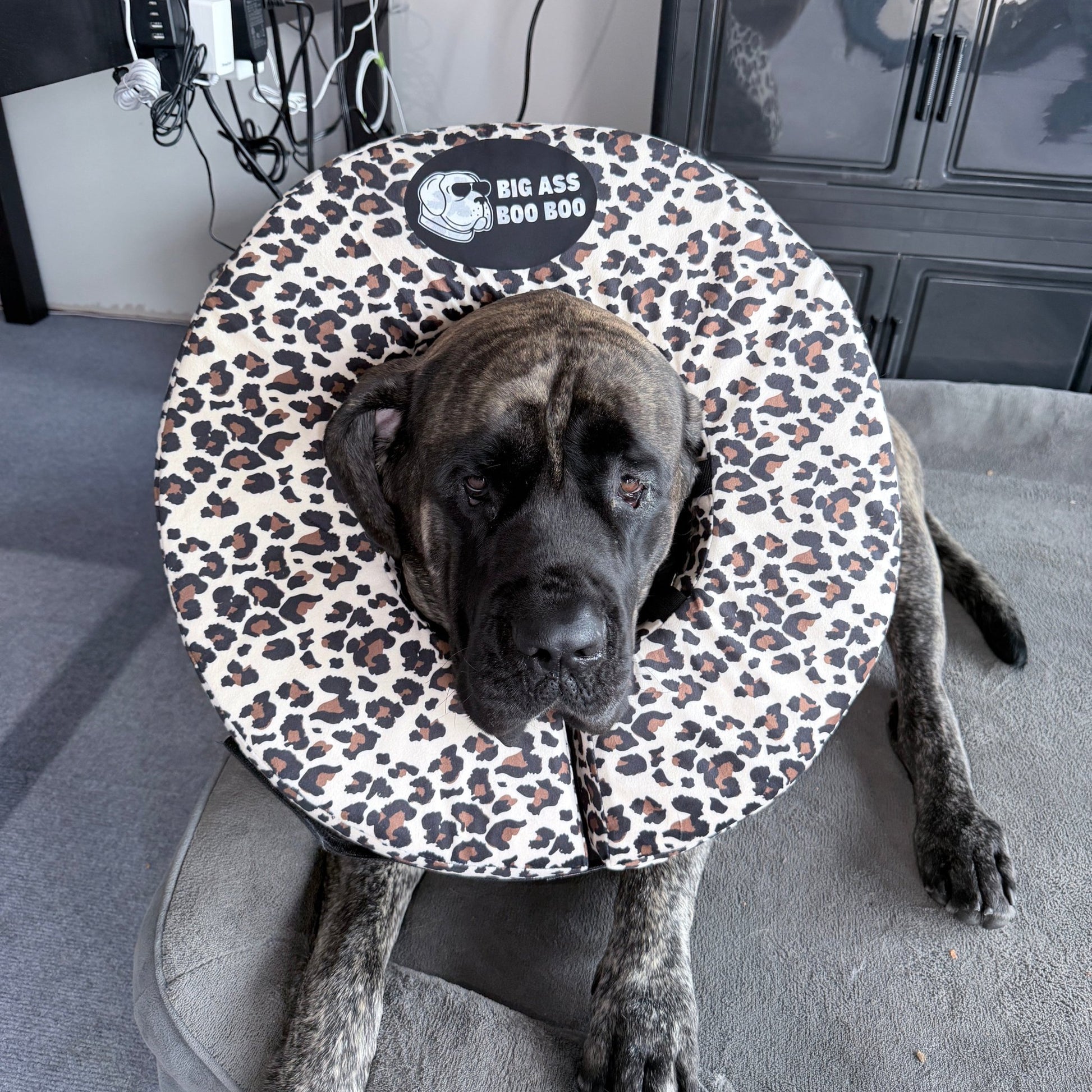 Big Ass Boo Boo Recovery Collar Bundle - Big Ass Dog Company
