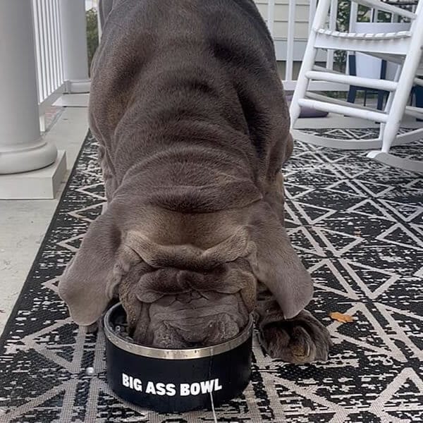 Big Ass Bowl Combo - Big Ass Dog Company