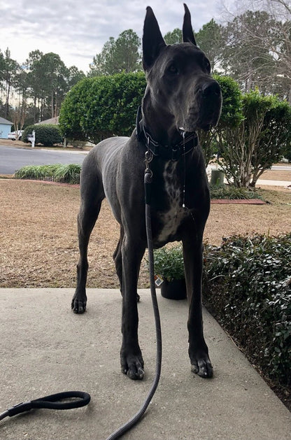 Big Ass Leash - Big Ass Dog Company