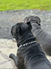 Big Ass Leash & Collar Combo - Big Ass Dog Company
