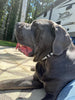 Big Ass Leash & Collar Combo - Big Ass Dog Company