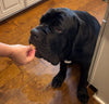Big Ass Mobility Bites - Big Ass Dog Company