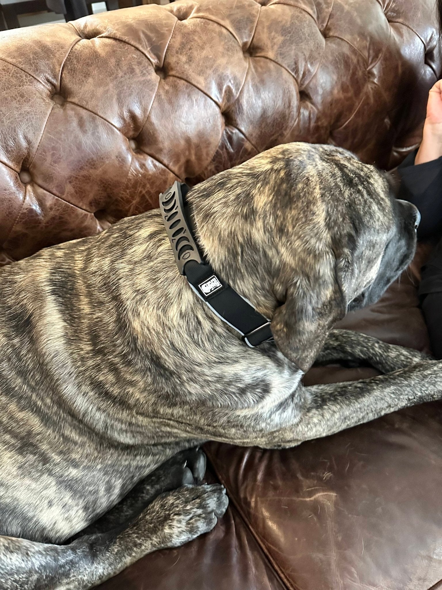 Big Ass Tactical Collar - Big Ass Dog Company