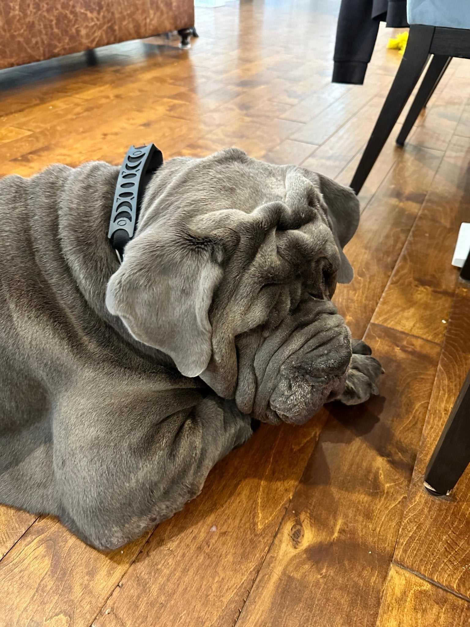 Big Ass Tactical Collar - Big Ass Dog Company