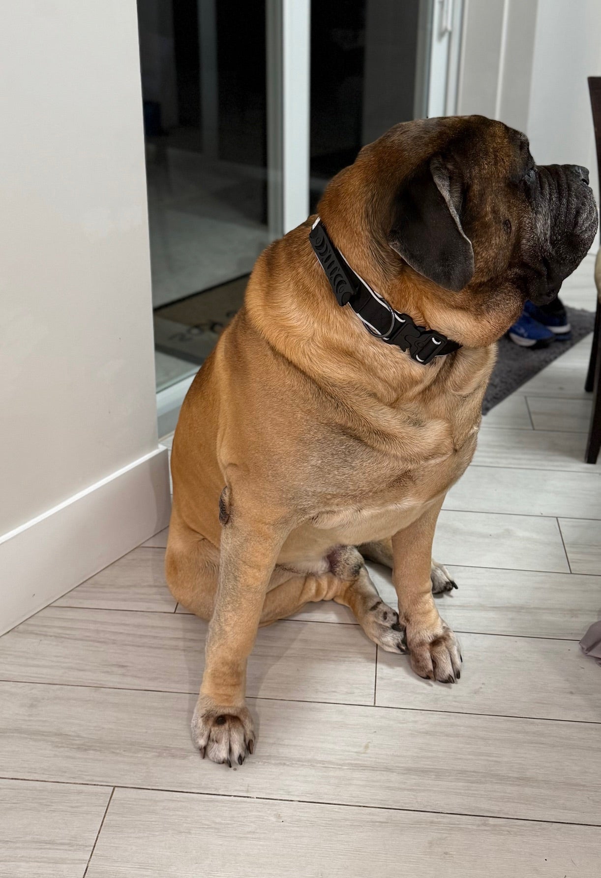 Big Ass Tactical Collar - Big Ass Dog Company