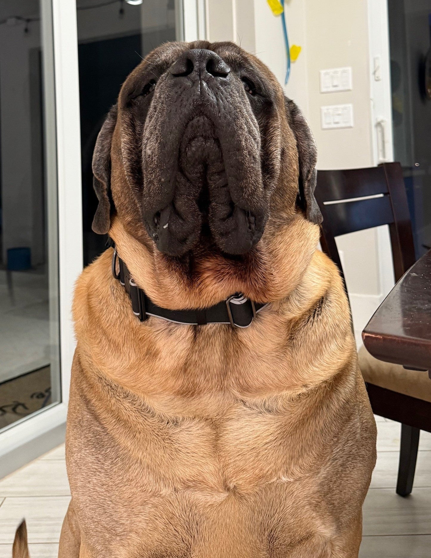 Big Ass Tactical Collar - Big Ass Dog Company