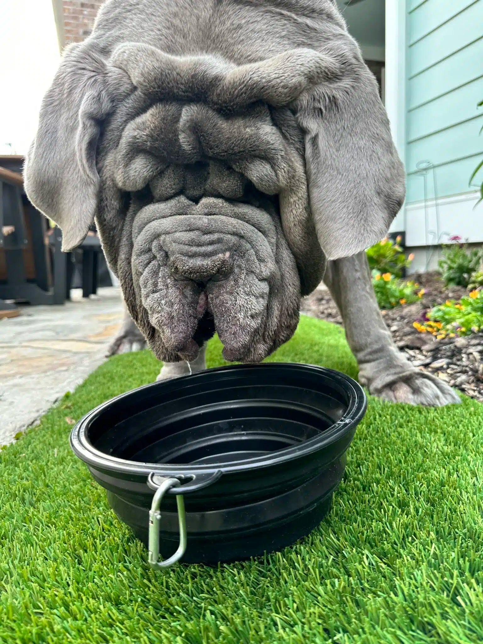 Big Ass Travel Bowl - Big Ass Dog Company