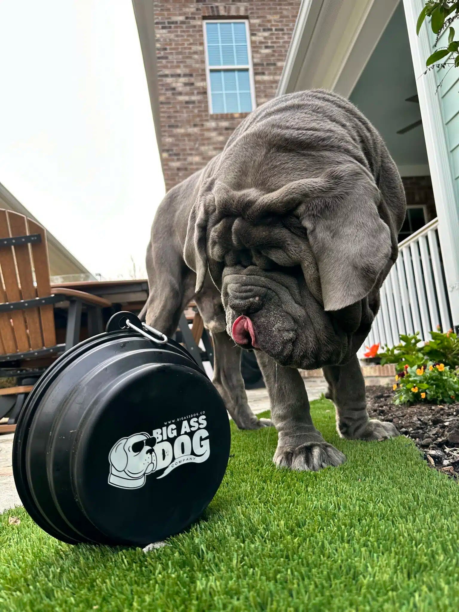 Big Ass Travel Bowl - Big Ass Dog Company