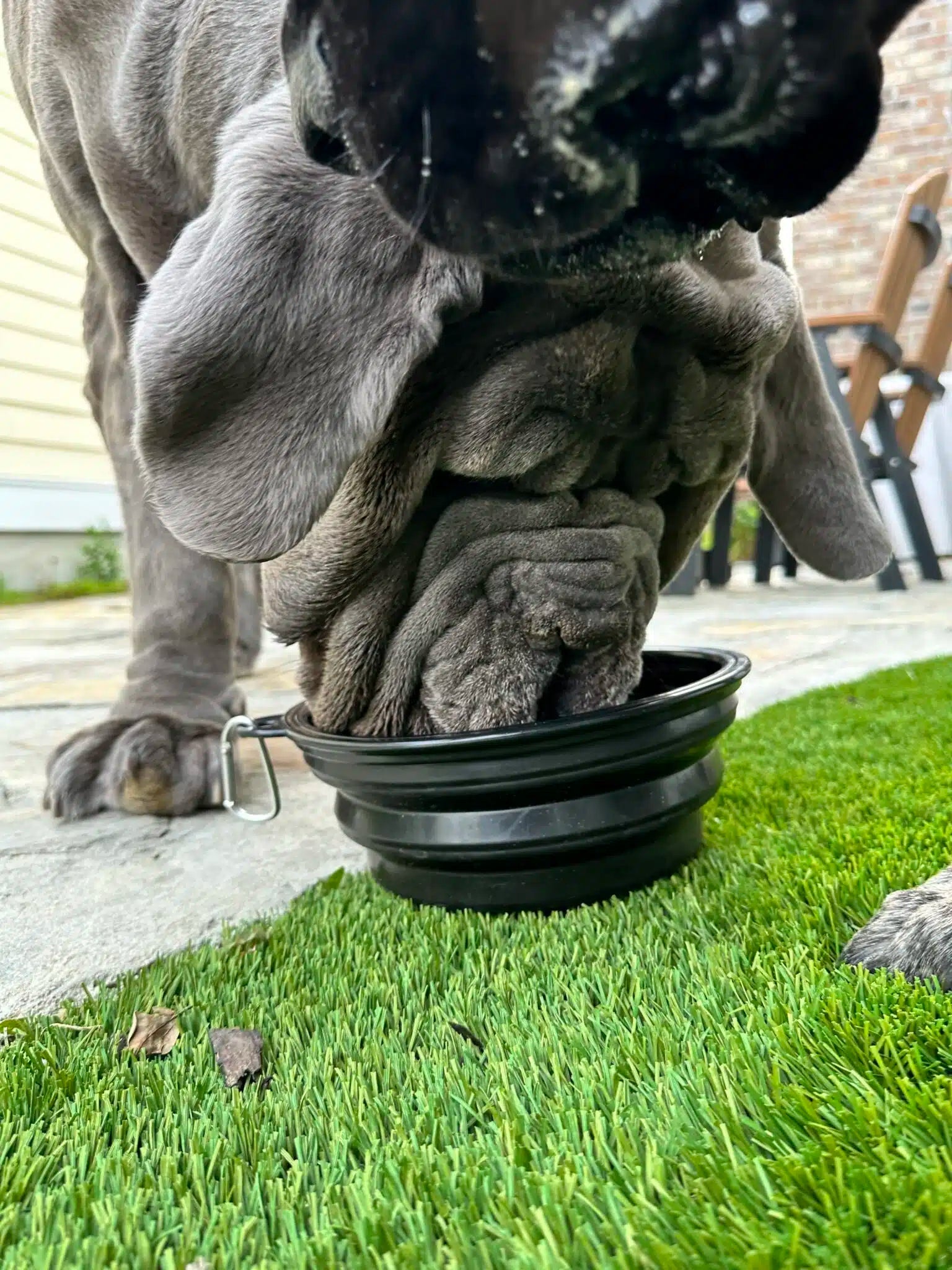 Big Ass Travel Bowl - Big Ass Dog Company