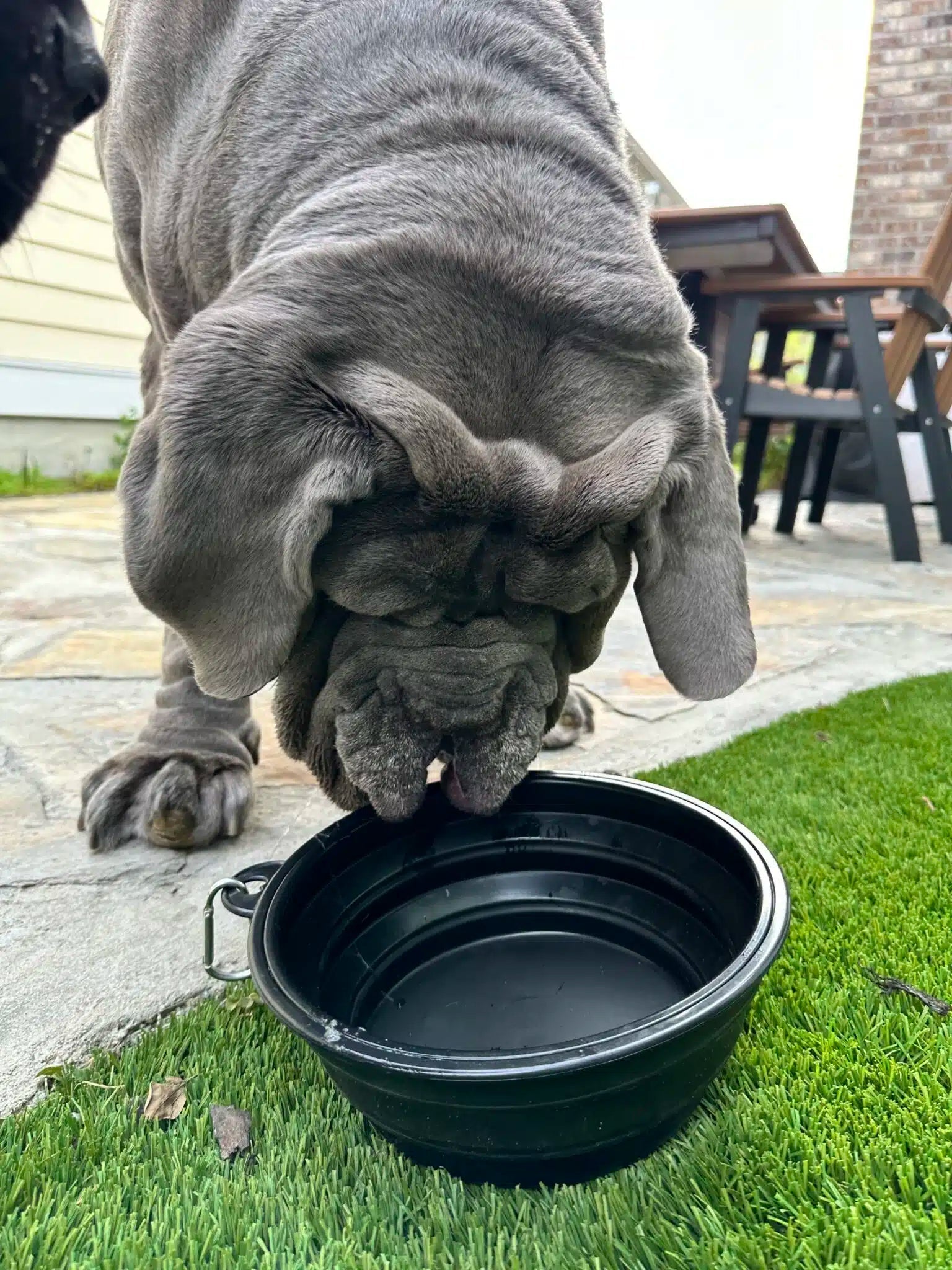 Big Ass Travel Bowl - Big Ass Dog Company