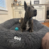 Gigantic Ass Bed - Big Ass Dog Company