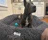 Gigantic Ass Bed - Big Ass Dog Company