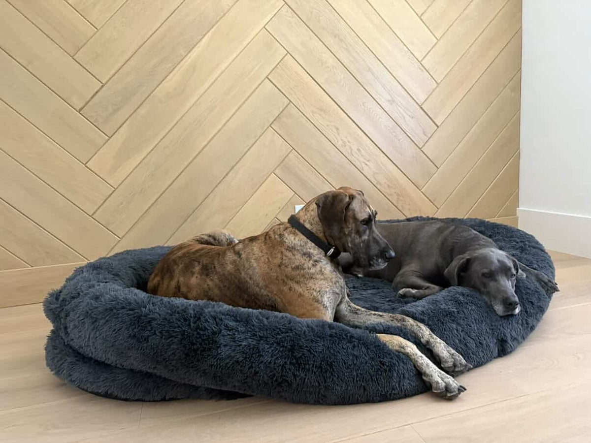 Gigantic Ass Bed - Big Ass Dog Company