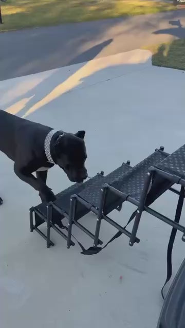 Big Ass Steps Big Ass Dog