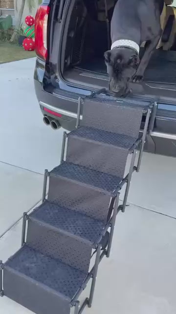 Big Ass Steps Big Ass Dog