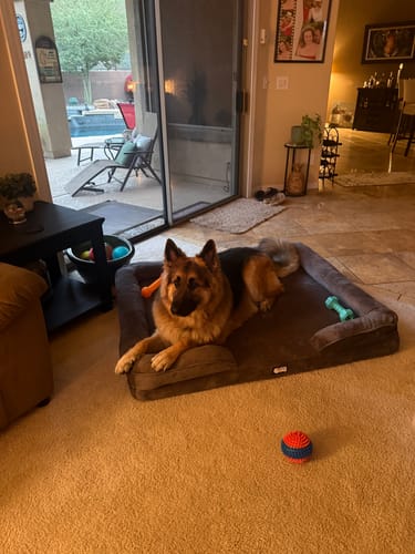 Bodhi