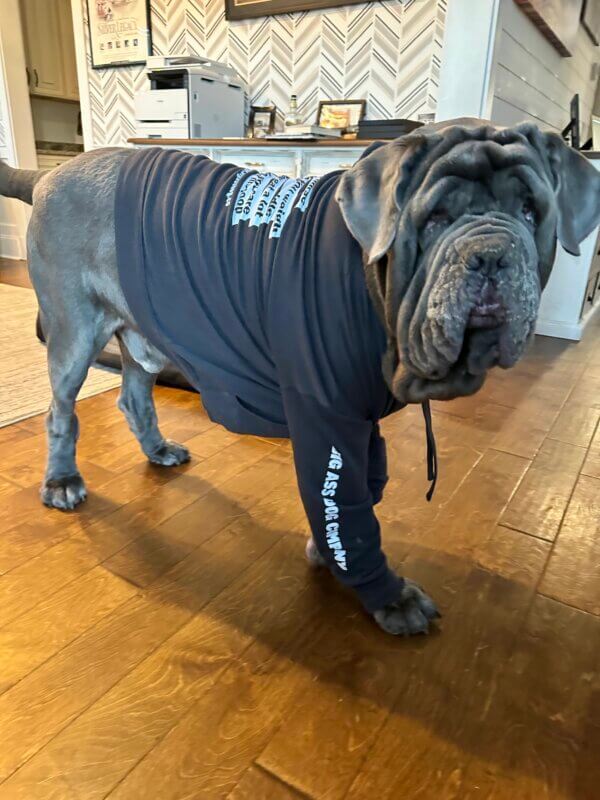 The Big Ass Top 5 Answers hoodie on a Neapolitan Mastiff
