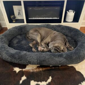 A Neapolitan Mastiff sleeping in an oversized orthopedic dog bed made for large and oversized breeds.