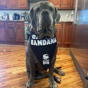 Big Ass Dog Company Bandana Addy