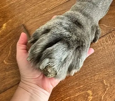 Big Ass Dog Paws