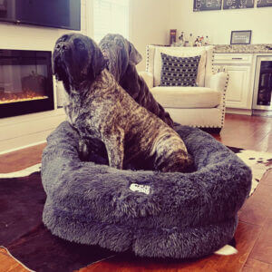 Two mastiffs in an oversized orthopedic giant dog bed