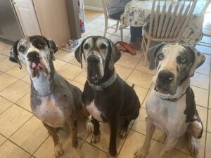 Three Great Danes that are very excited for their products from Big Ass Dog Company