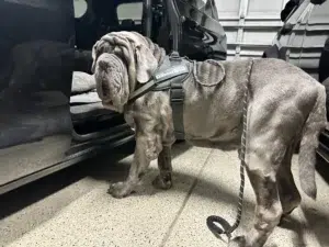 A Neapolitan Mastiff wearing a harness and rope leash